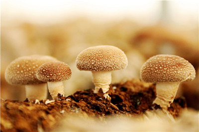 小蘑菇 大產(chǎn)業(yè)——濟(jì)寧鄒城大束蘑菇小鎮(zhèn)展覽服務(wù)紀(jì)實(shí)